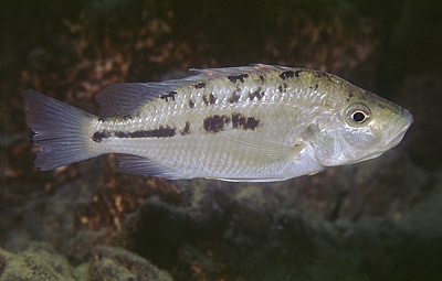 'Hemitaeniochromis' sp. 'insignis mumbo' Chiofu